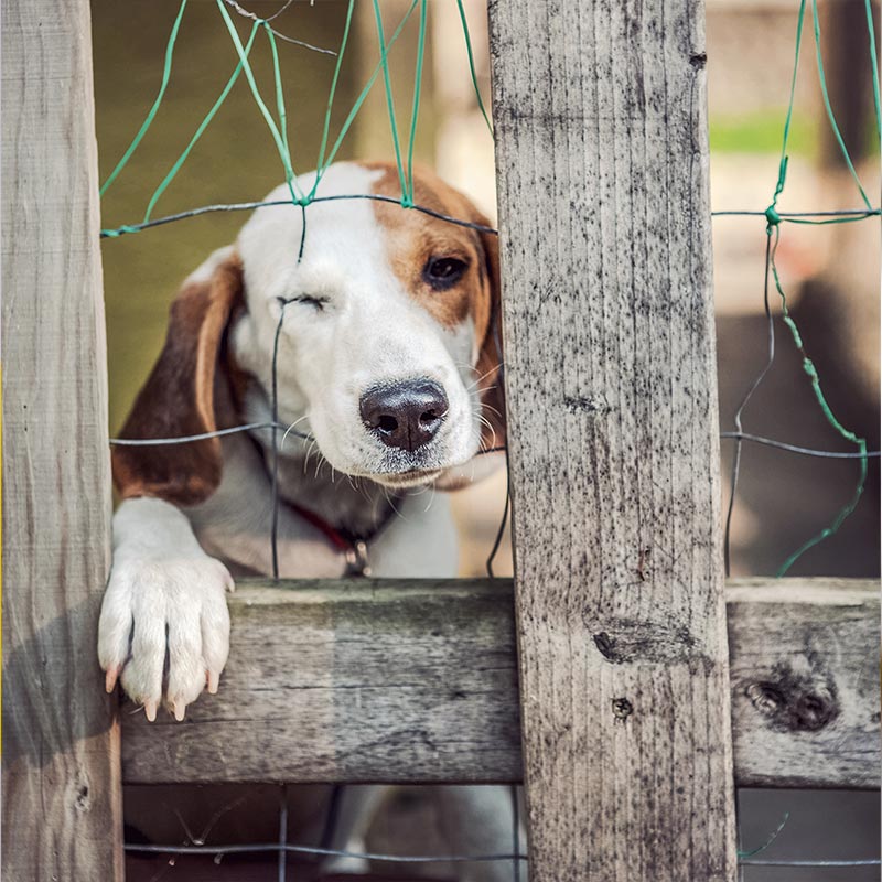 mistreated dog in a fence
